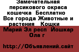 Замечательная персикового окраса кошечка. Бесплатно - Все города Животные и растения » Кошки   . Марий Эл респ.,Йошкар-Ола г.